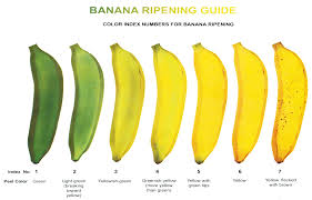 Banana Color Chart